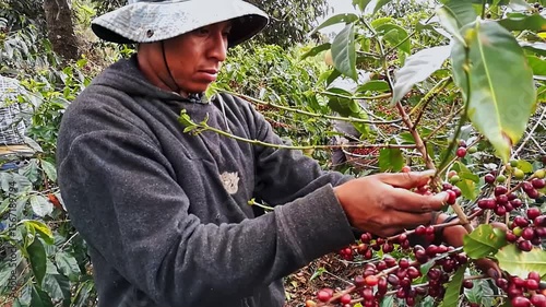 Close-up of a Latin American coffee picker selecting ripe Bourbon coffee beans.