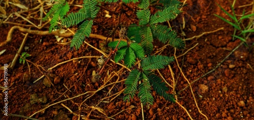 long background, This texture highlights the impact of climate change on land and ecosystems.
