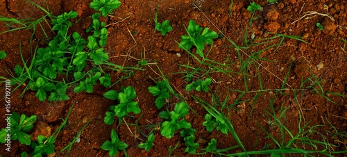 long background, This texture highlights the impact of climate change on land and ecosystems.