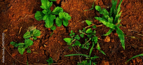long background, This texture highlights the impact of climate change on land and ecosystems.