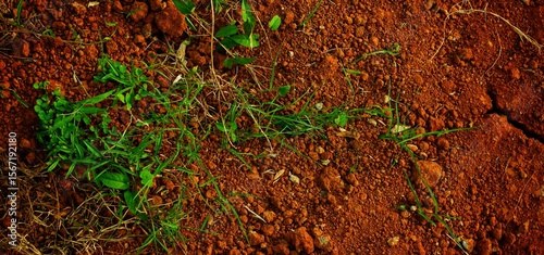 long background, This texture highlights the impact of climate change on land and ecosystems.
