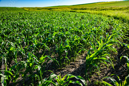 Young plants in in cornfield growing under summer sun in North Dakota.