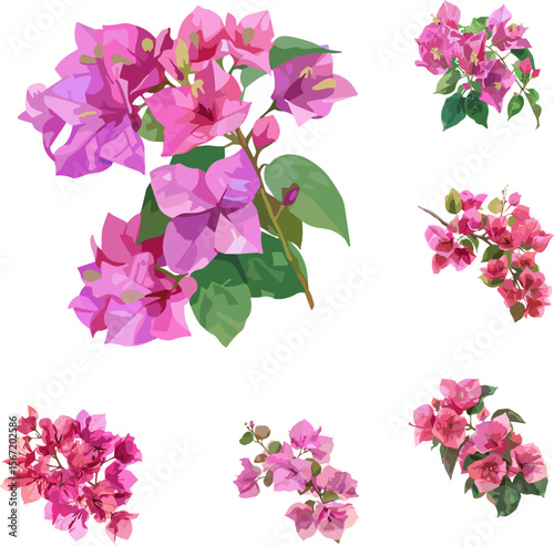 set of bougainvillea flowers isolated on white, no background