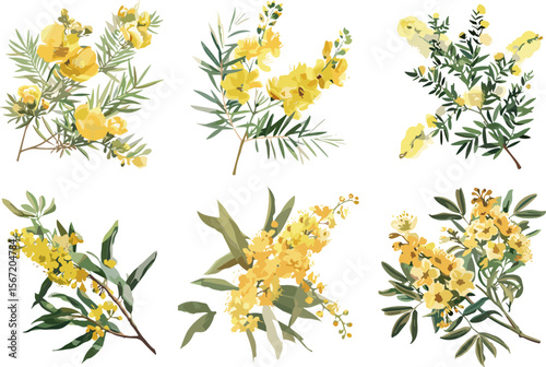 set of acacia flowers in color style, collection of beautiful flowers in color style