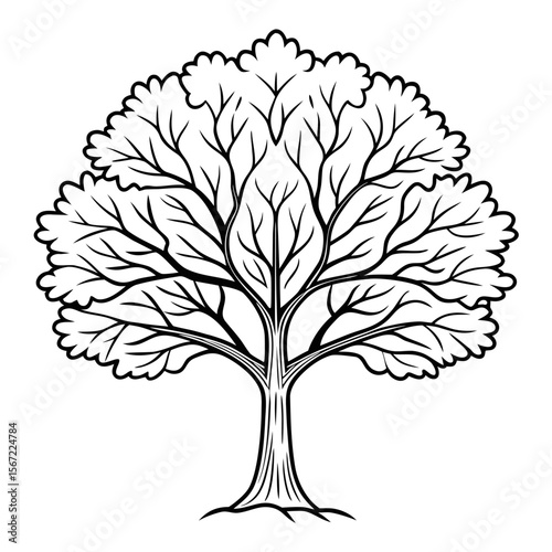 Elm tree vector outline