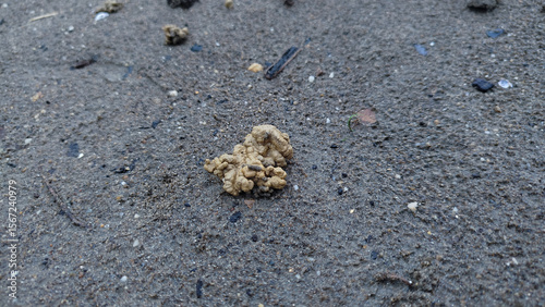 Earthworm castings or earthworm facies on black sand