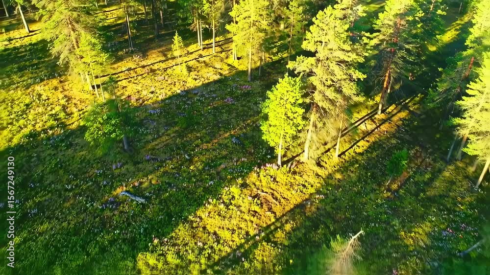 Aerial view of a beautiful green forest landscape with sunlight shining through the trees