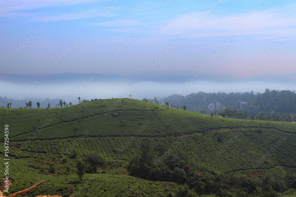 Naklejka premium vineyard at sunset