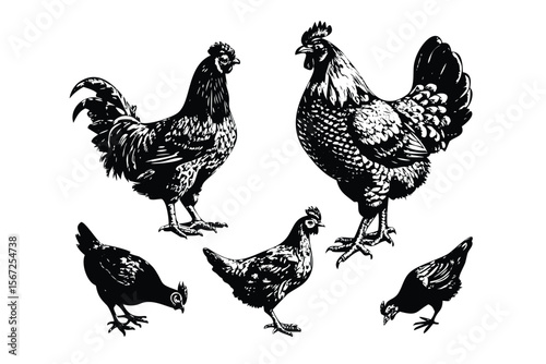 Chickens & Roosters Vector Engraving Set. Detailed Monochrome Poultry Illustrations. Vintage Stipple & Hatching Farm Style Icons & Symbols