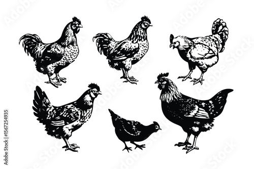 Chickens & Roosters Vector Engraving Set. Detailed Monochrome Poultry Illustrations. Vintage Stipple & Hatching Farm Style Icons & Symbols