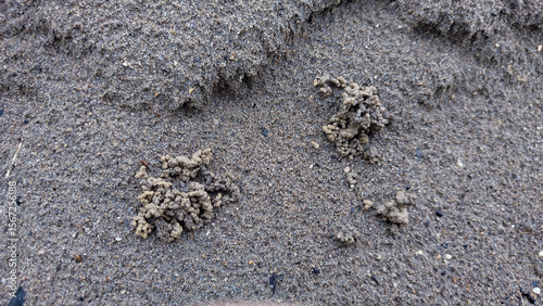 Obraz na plátně Earthworm castings or earthworm facies on black sand