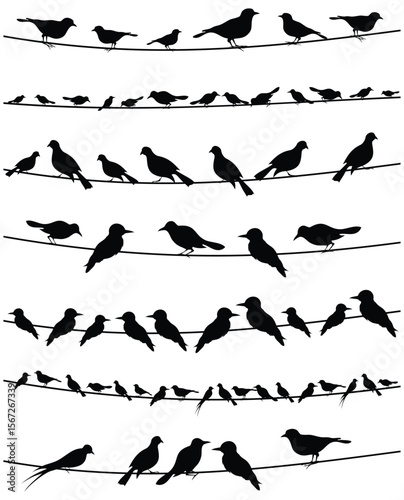 Silhouette of birds perched on wires against a white background