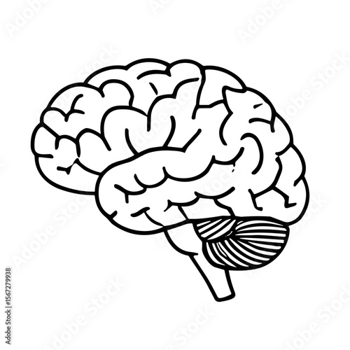 A black and white illustration of a human brain, showing its structure.