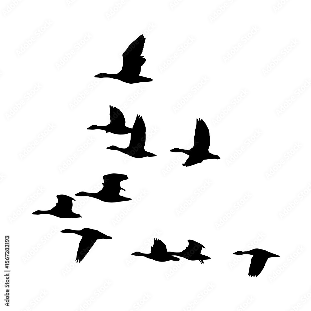Fototapeta premium silhouettes of birds