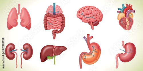 Human Organ System: Detailed 3D Medical Illustration of Lungs, Intestines, Brain, Heart, Kidneys, Liver, Stomach; Anatomy Chart.