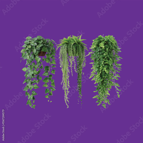lilac flowers isolated on white background