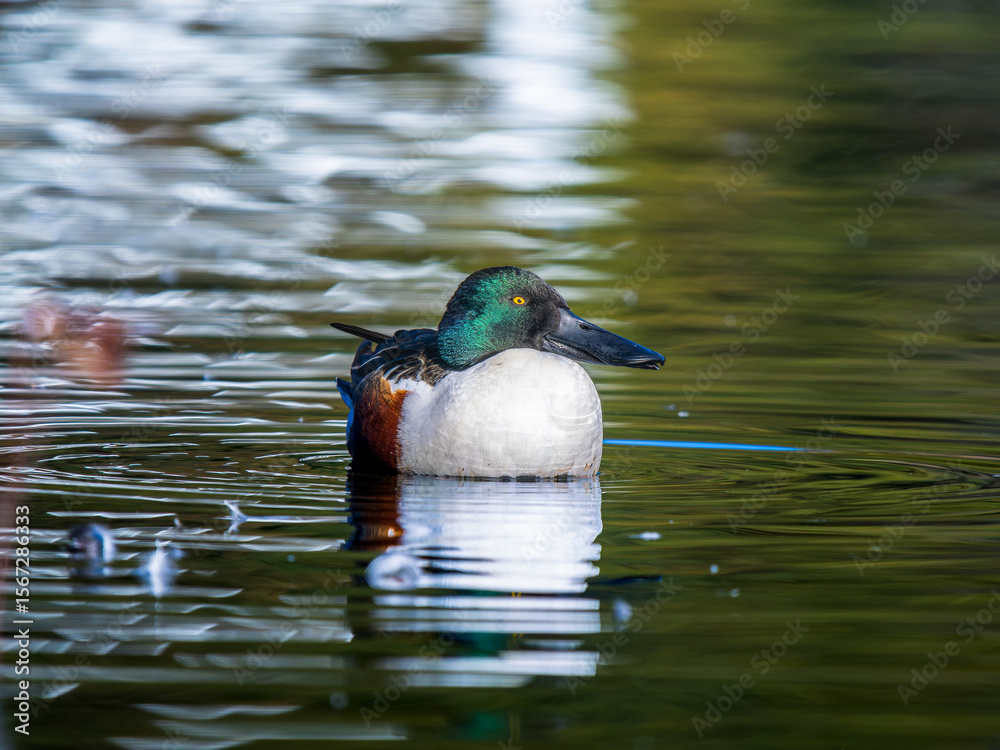 Obraz premium 水辺のハシビロガモ