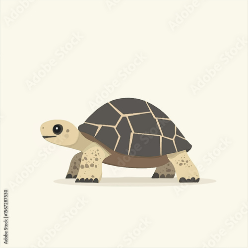 a cute Tortoise