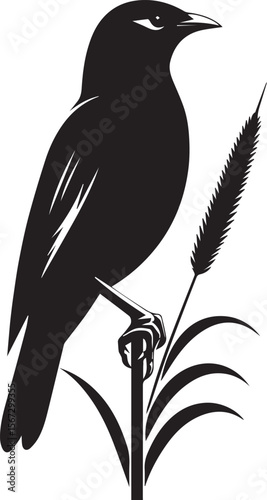 Vector bird myna silhouette illustration