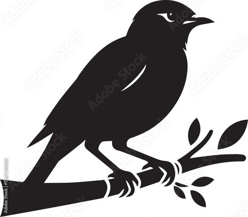 Vector bird myna silhouette illustration