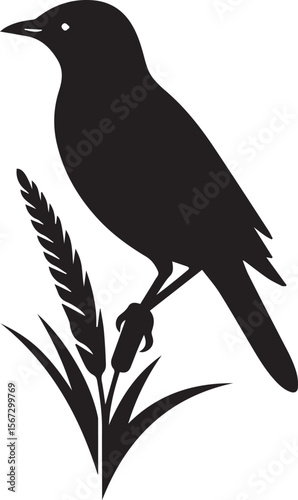 Vector bird myna silhouette illustration