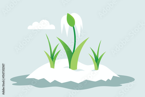 snowdrops in snow