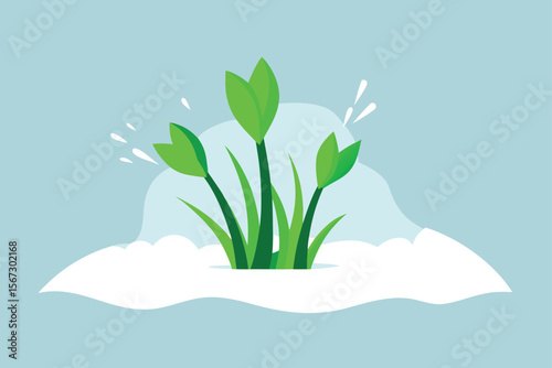 snowdrop in snow