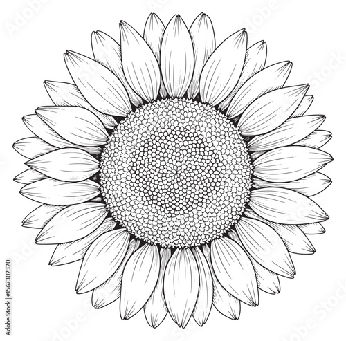 Detailed Black and White Sunflower Line Art Illustration