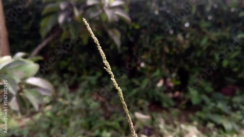the appearance of grass blowing in the wind