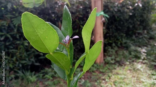 fresh leaves blowing in the morning wind