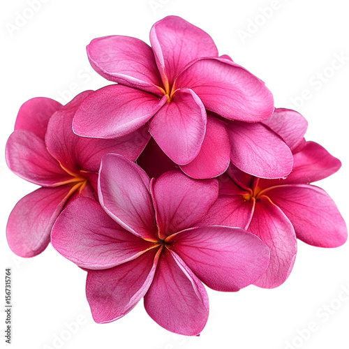 pink frangipani flower isolated on transparent background png
