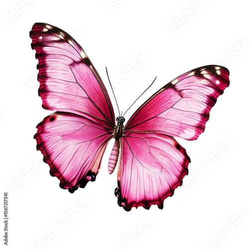 butterfly isolated on white isolated on transparent background png
