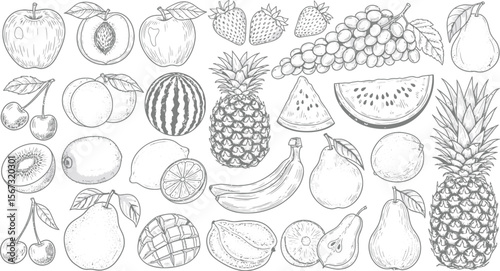 Collection of hand drawn fruits in black and white line art style