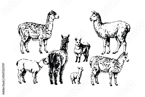 Alpacas & Llamas Vector Engraving Set. Detailed Monochrome Livestock Illustrations. Vintage South American Animal Style Icons & Symbol