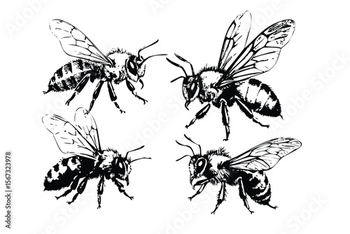 Honey Bees Vector Engraving Set. Detailed Monochrome Insect Illustrations. Vintage Naturalist Style Icons & Symbols