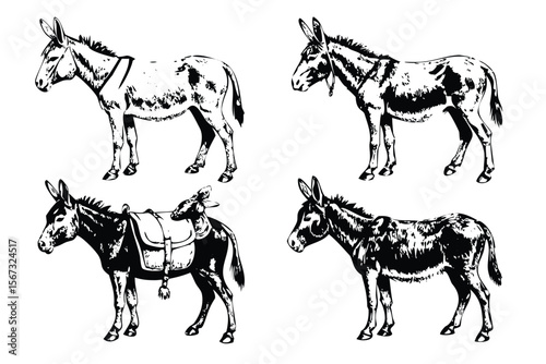 Donkeys Vector Engraving Set. Detailed Monochrome Farm Animal Illustrations. Vintage Agriculture Style Icons & Symbols