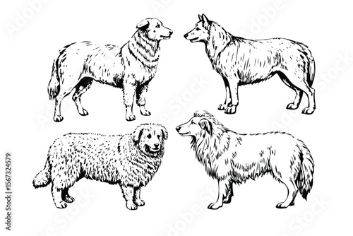 Sheepdogs Vector Engraving Set. Detailed Monochrome Working Dog Illustrations. Vintage Farm Style Icons & Symbols