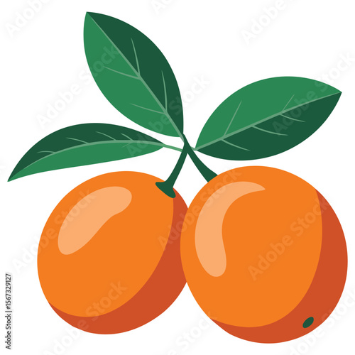 vector illustration of ripe apricots