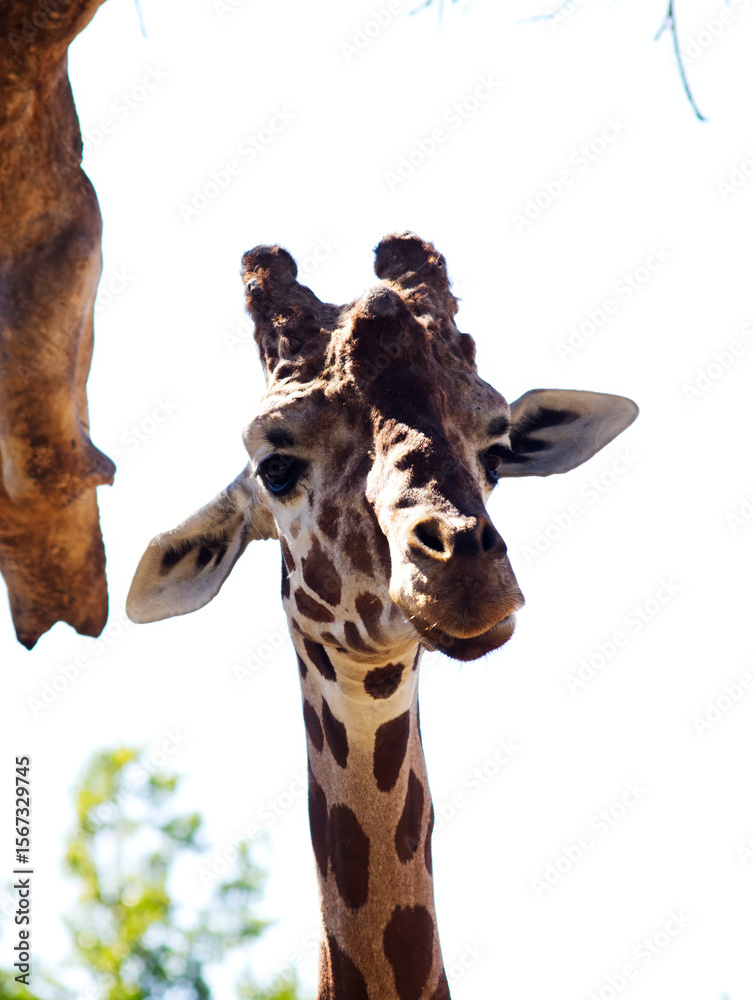 Obraz premium Giraffe Head And Neck Looking Down At Camera