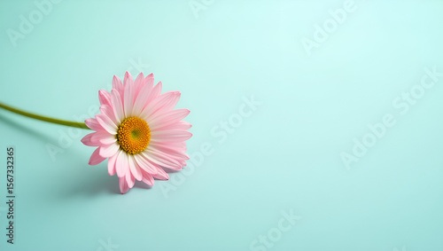 Graceful Pink and White Daisy with Teal Backdrop – A Clean, Minimal Floral Image for Botanical Aesthetics