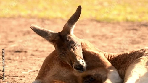 The red kangaroo is the largest of all kangaroos, the largest terrestrial mammal native to Australia, and the largest extant marsupial.