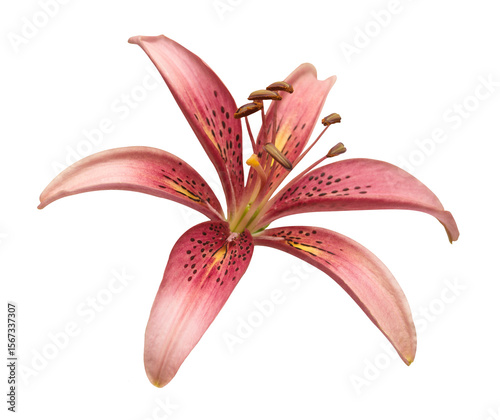 Beautiful pink lily flower isolated on white background. Beautiful flora composition for business. Flat lay, top view