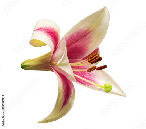Pink tubular lily isolated on white background. Beautiful flora composition for business. Flat lay, top view