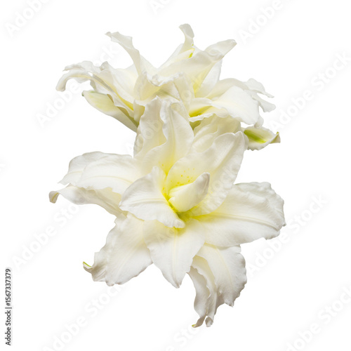 Bouquet of beautiful white lily terry flowers isolated on white background. Beautiful flora composition for business. Flat lay, top view
