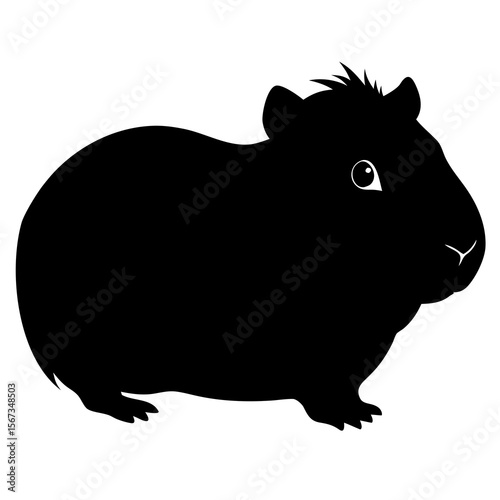 A black guinea pig is isolated on white background