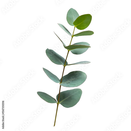 Botanical eucalyptus branch greenery foliage plant nature leaf design isolated on transparent background