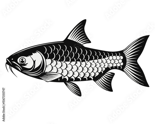 watercolor wels catfish or sheatfish silurus glani 1.svg