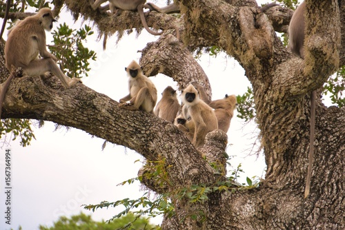Grey Langurs in Yala National Park, Sri Lanka