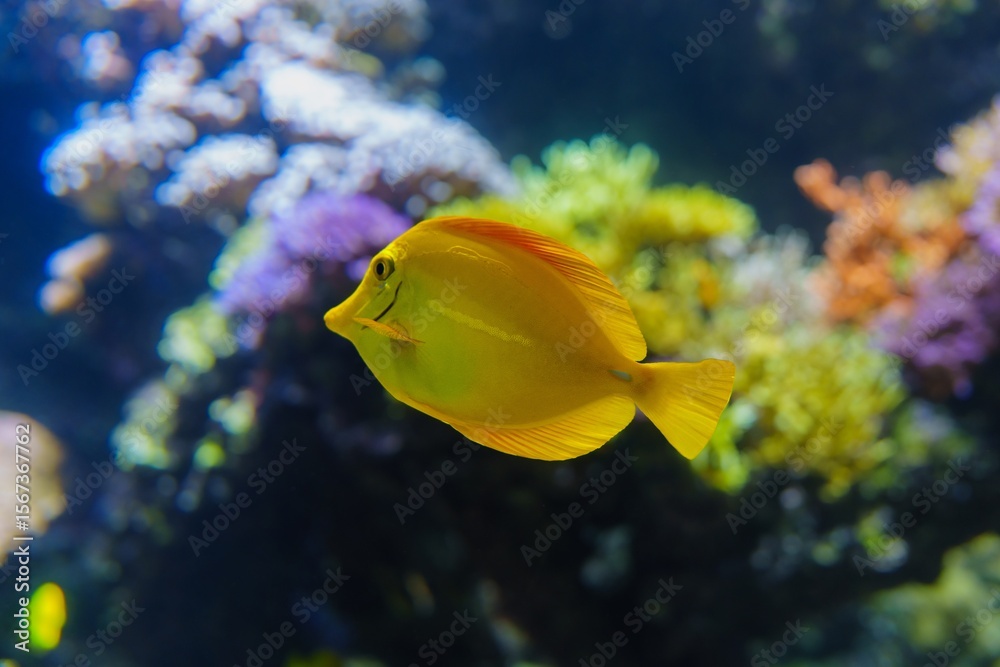 Obraz premium A close-up captures the vibrant beauty of a Yellow Tang swimming gracefully among a colorful coral reef, showcasing the exotic allure and intricate detail of marine life.