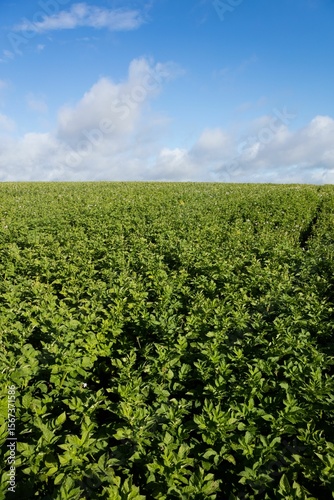 Flat design agricultural field showing green leafy crops growing in neat rows under cloudy sky